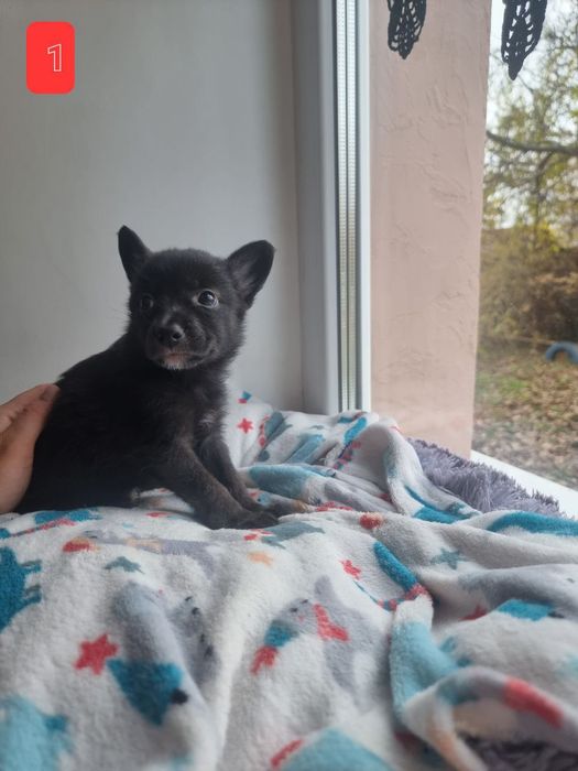 Цуценята в добрі руки