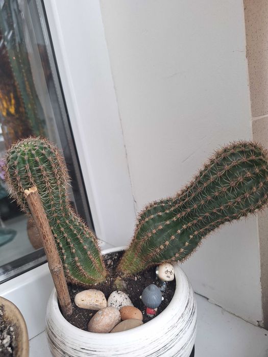 Кактус, кактуси, вазони