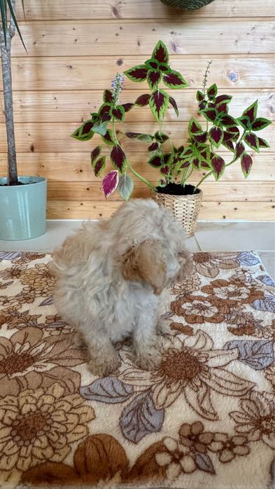 Menina Caniche Toy Apricot