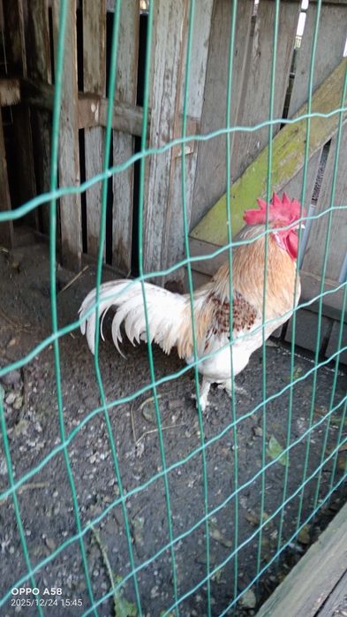 Galo caseiro para venda