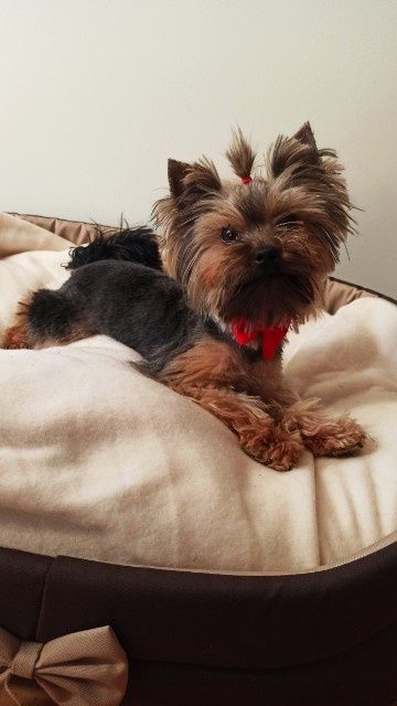 Yorkshire Terrier York Miniaturka Piękna Suczka
