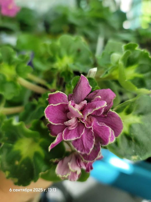 Фиалки мини трейлеры