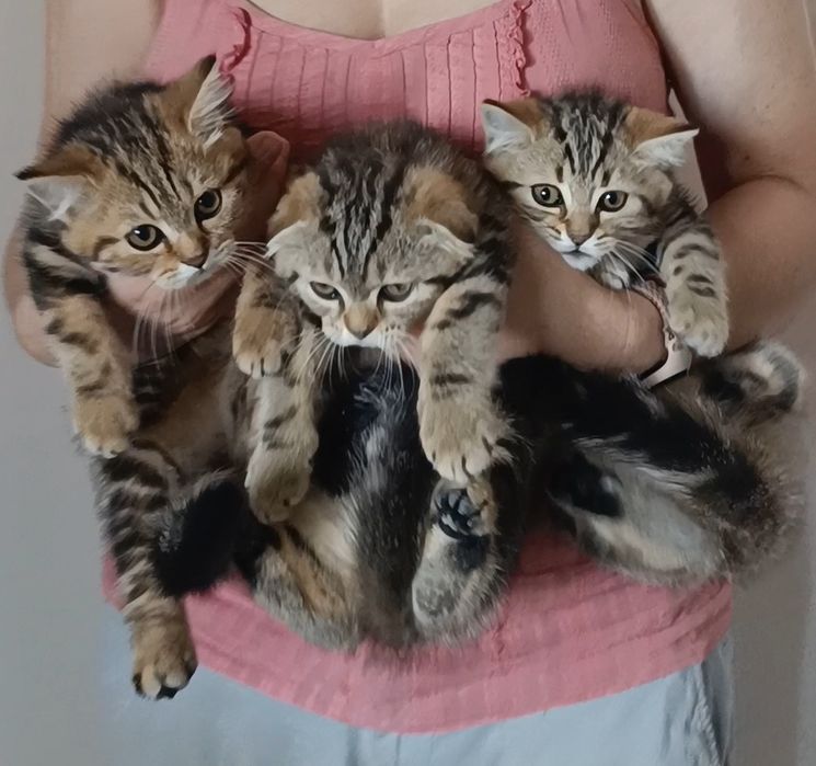 Кошенята фолд та страйт