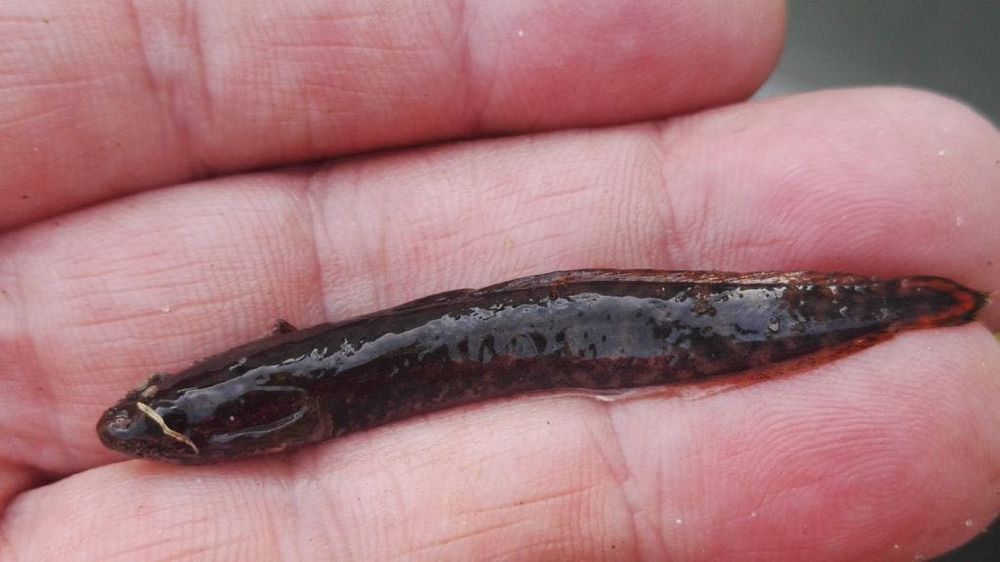 Miętus narybek wiosenny