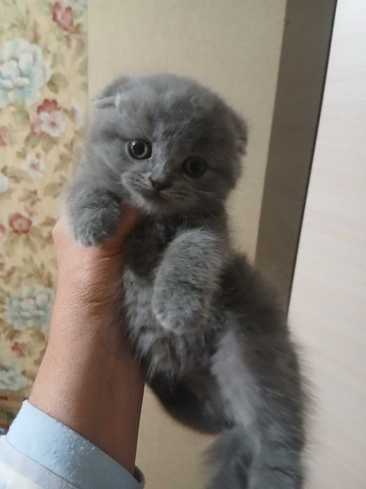Шотландские веслоухие котята