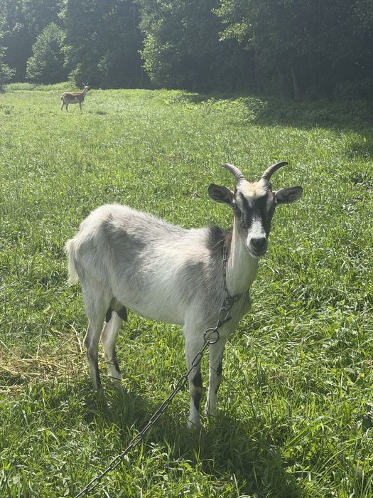 Koza kozy mleczne