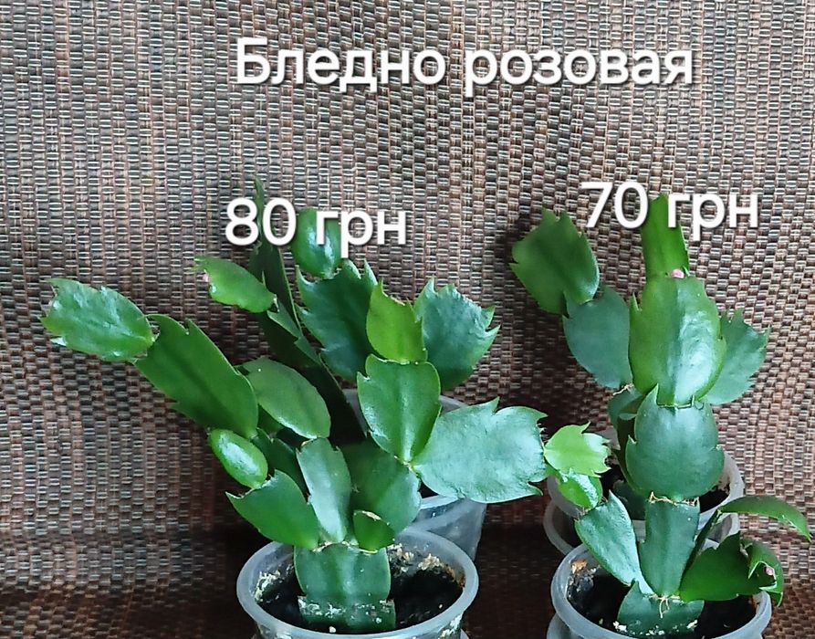 С бутонами.Шлюмбергера,декабрист 8 сортов.