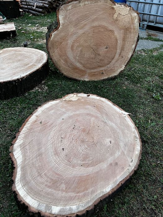 Plaster  Dębowy dąb czerwony)