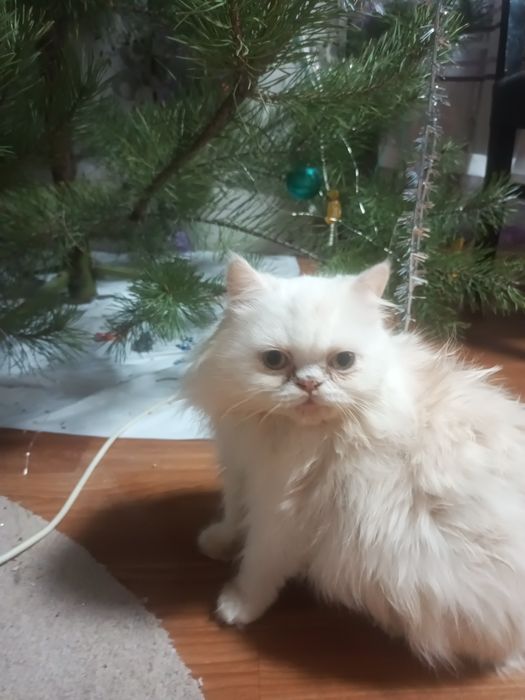 Британський котик