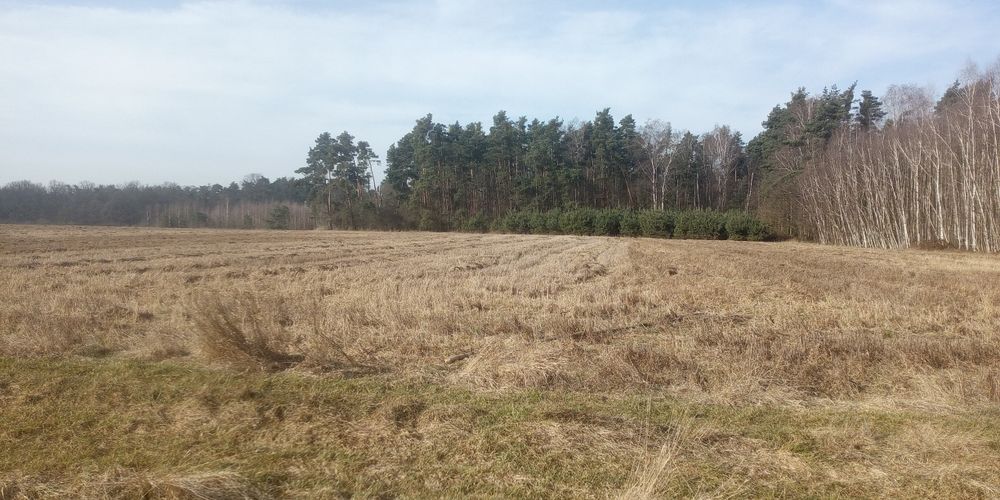 3 działki rolne 4,8 ha góra Sarnik - Widok 3