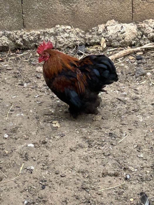 Galo Pekin…………..