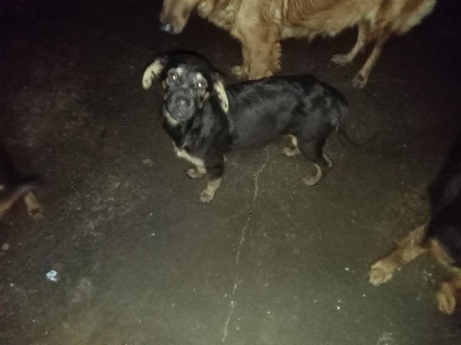 Cães bebés  para dar