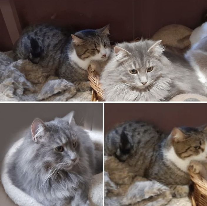 Чудові котики шукають дім