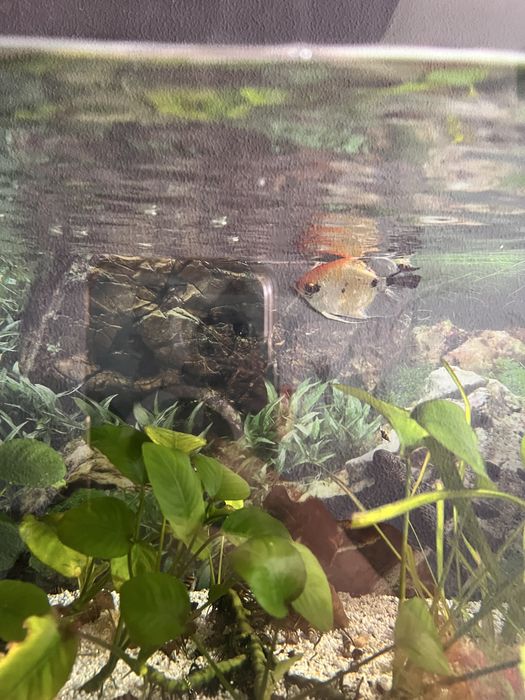 Pterophyllum scalare