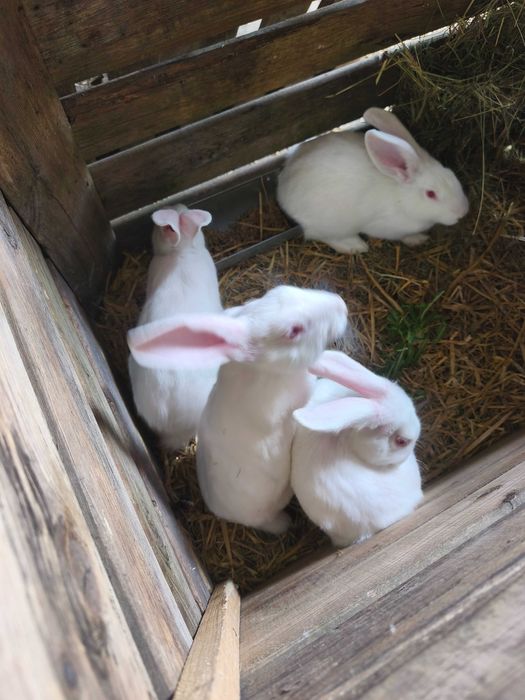Młode króliki termondzkie, rodowód, samiec, samica owies