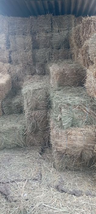 Луговое сено разнотравье 2025 г