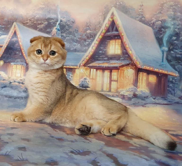 Золотистый зеленоглазый фолдик