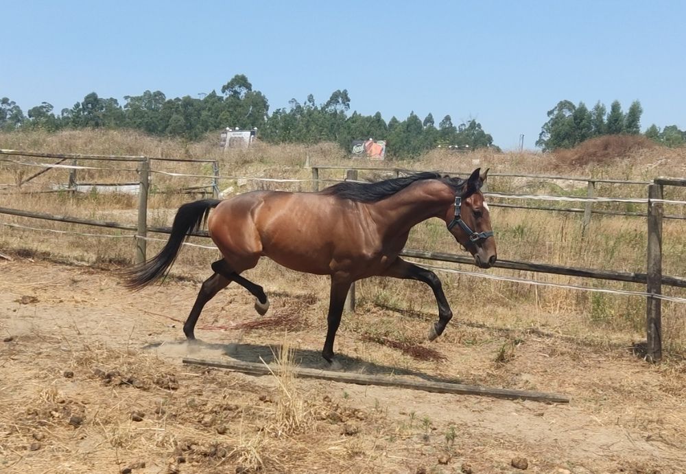 Poldro cx-português com 3 anos