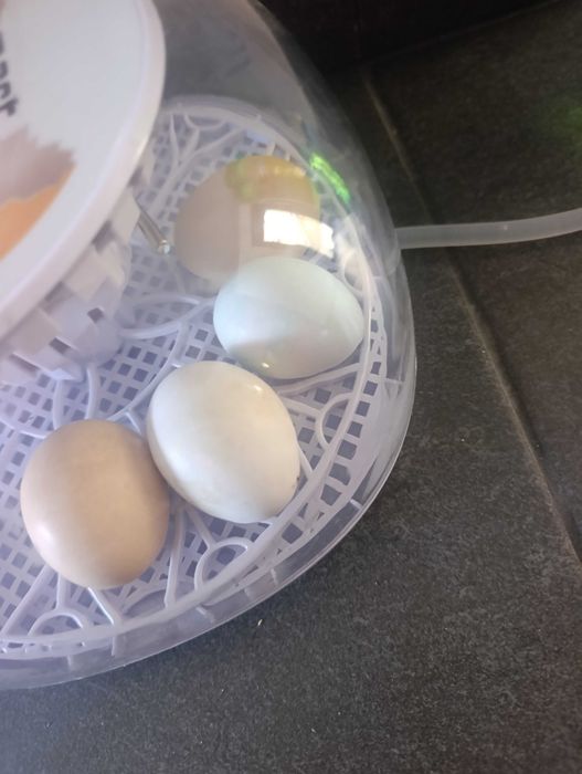 Ovos caseiros a dúzia para consumo ou chocar