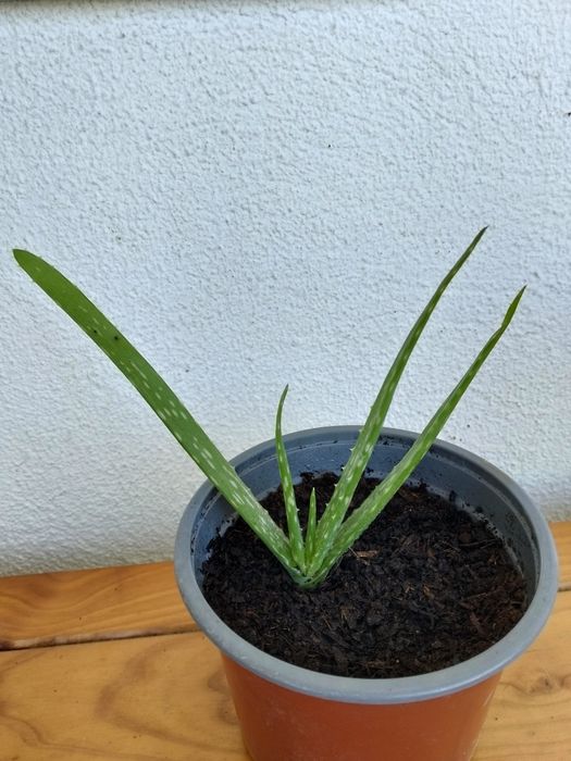 Vendo planta Aloe Vera saudável, forte e bem estimada