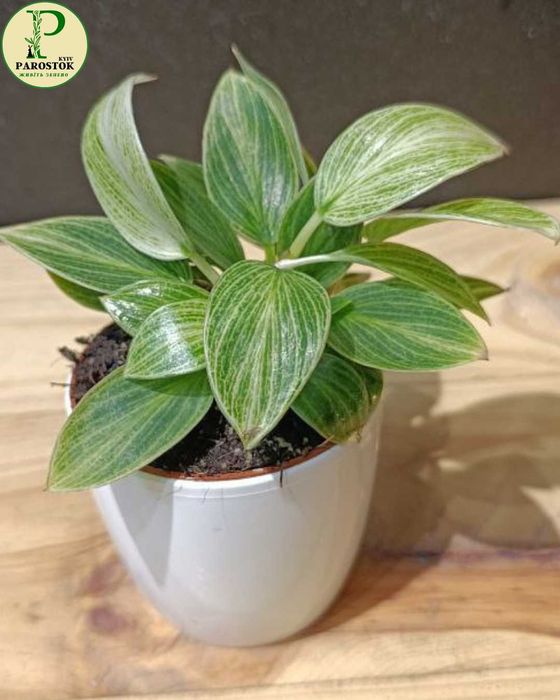 Філодендрон. Вайт Принцес. Біркін Вайт Меже. Пейнтед Леді.