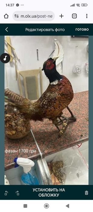 Фазани і сови гарна вичінка