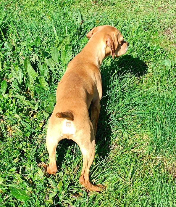 Perdigueiro Português