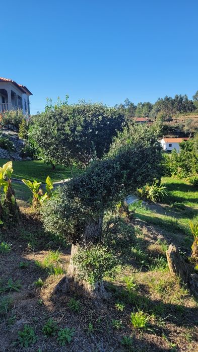 Oliveiras de Jardim