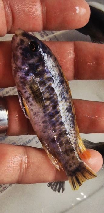 Trio labetropheus  tumbi island mc ob