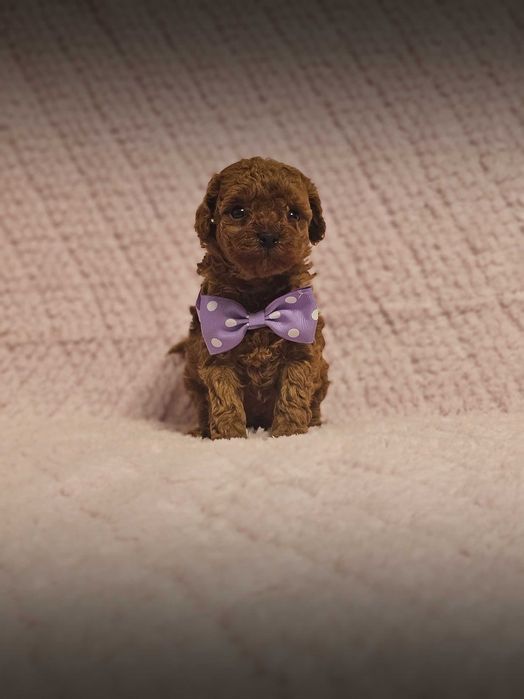 Pudel Toy Red Genetyka.