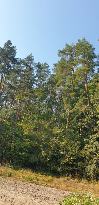 Ексклюзивна земельна ділянка в сосновому лісі, р-н Кавунових дач
