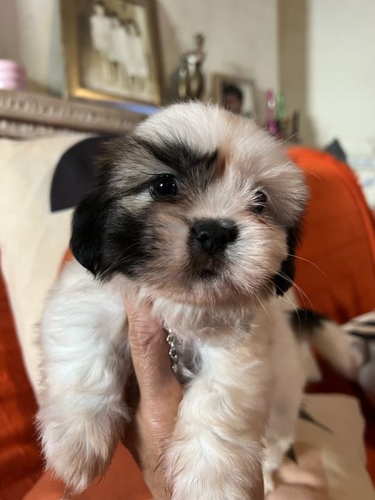 Shi-tzu excelente  femea mini
