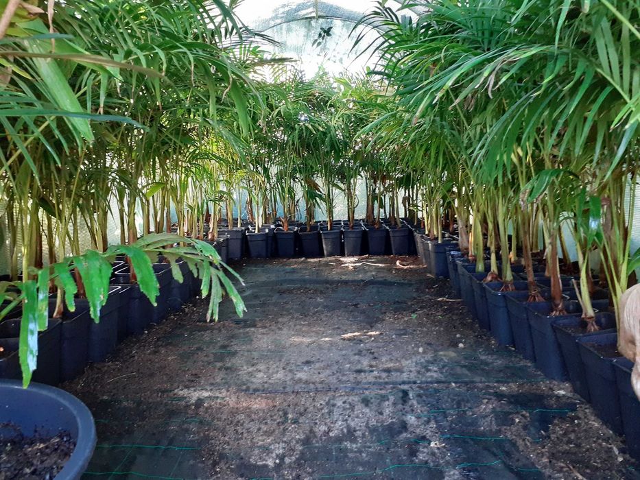 Palmeiras   Arcontophoenix  Cunningamiana