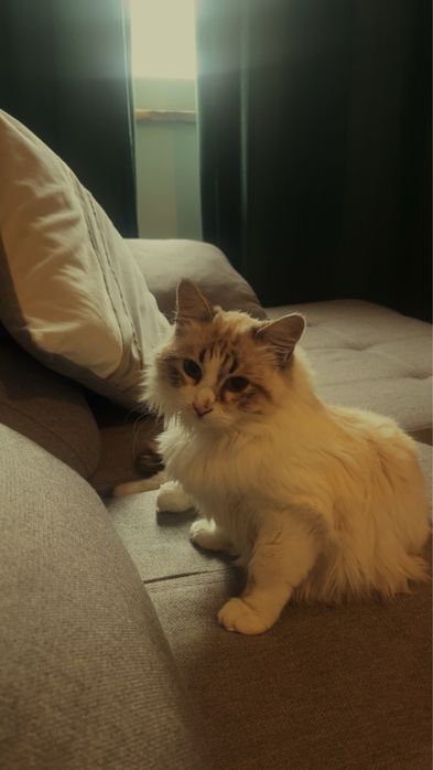 vendo gato raça redgoll