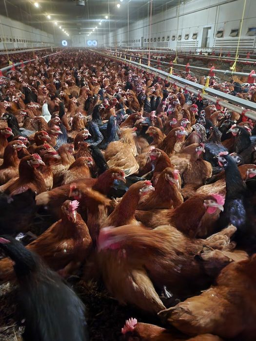 Kury nioski młode Rosa z wolnego wybiegu. Dowóz Gratis. Zapraszam