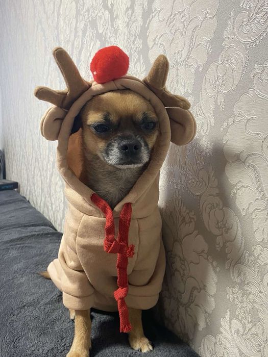 Одяг для собак різні розміри(нові)