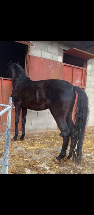 Potro PSL Negro con 30 meses