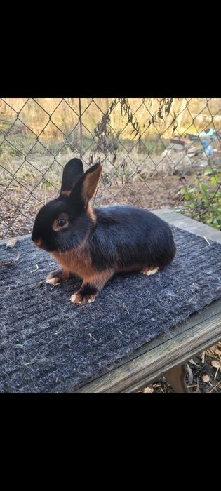 Samczyki podpalany czarny