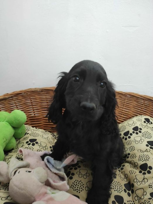 Cocker spaniel angielski chłopak
