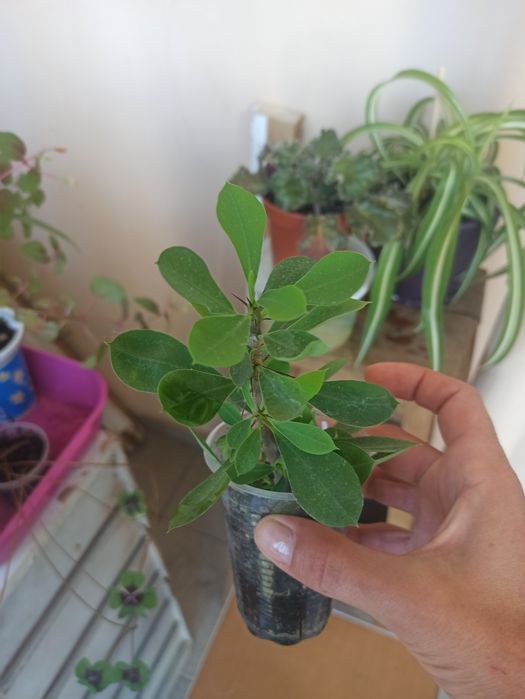 Молочай. Гибискус. Фуксия. Кактус