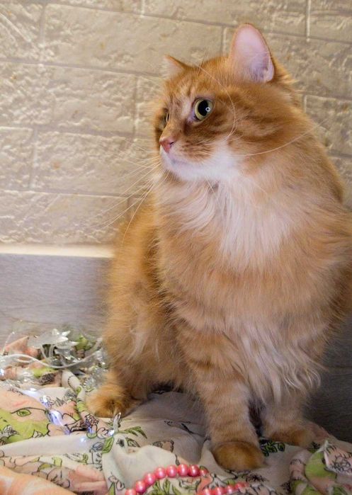 отдам кота ласковый, 1,5 года