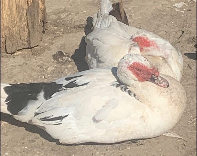 Індики,індокачки ваговики німецькі живі і є м‘ясо ( тушки)