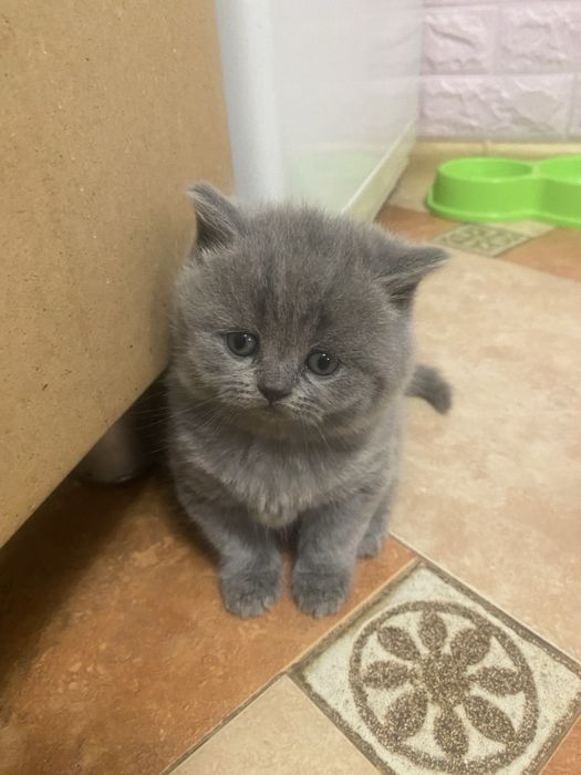 Кошенятка Британці