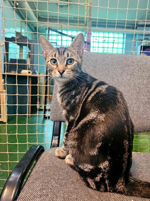 Młody kot, 5 miesięczny kociak, kocurek