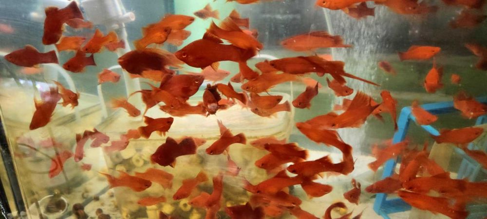 Mieczyk , mieczyki czerwone standard i żaglówka