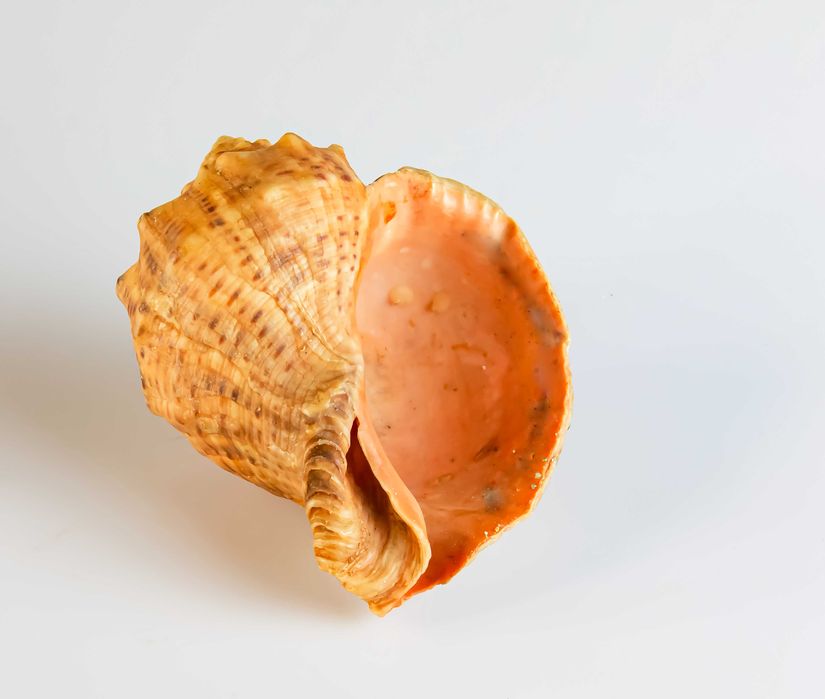 Ракушки черноморские