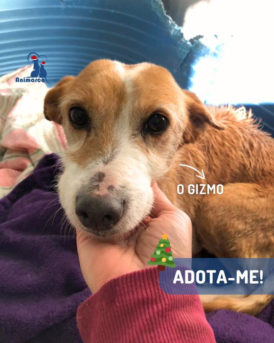 O Gizmo - cao de porte medio