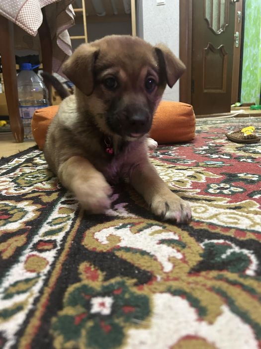 БЕЗКОШТОВНО. Шукають дім маленькі песенятка