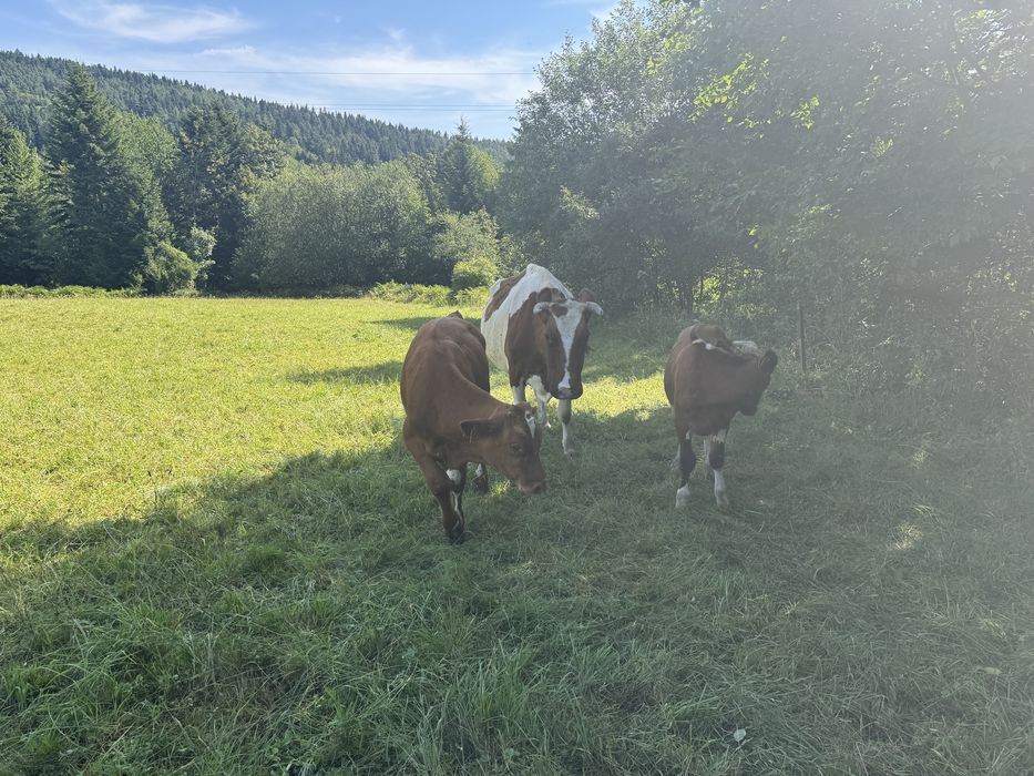 Sprzedam krowe z cieketami