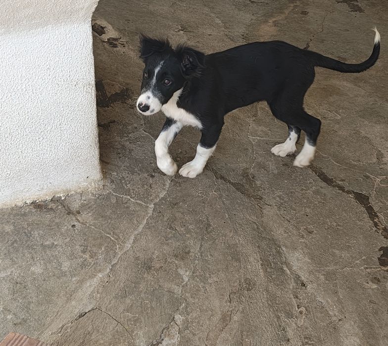 Border collie fêmea pura